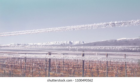 Winter Frost Central Otago Vineyard