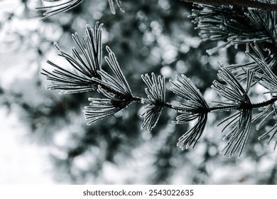 Winter frost evergreen branches, close up. - Powered by Shutterstock