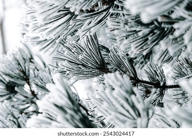 Winter frost evergreen branches, close up. - Powered by Shutterstock