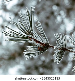 Winter frost evergreen branches, close up. - Powered by Shutterstock