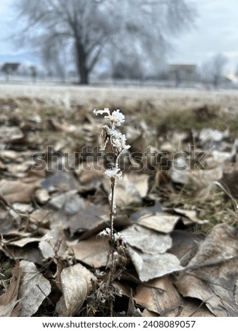 Winter frost on the dead plants