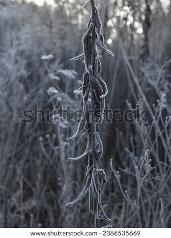 Winter frost on the remains of dry plants