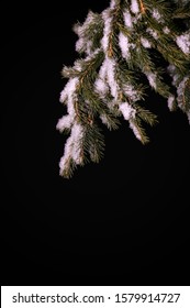Winter frosty background with a fluffy sparkling snow on spruce tree branches, isolated on black  
