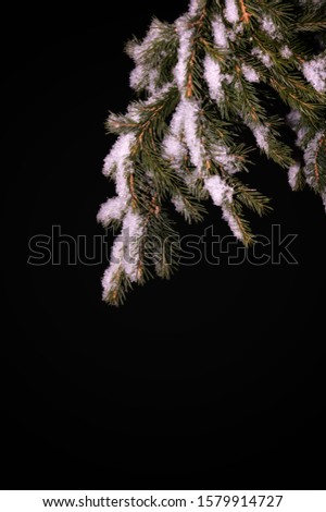 Winter frosty background with a fluffy sparkling snow on spruce tree branches, isolated on black  