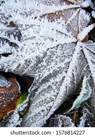 Winter Frozen Foliage In Glasgow 