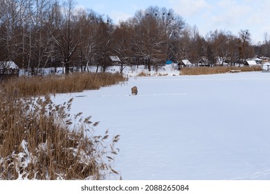 Winter Frozen Lake, Covered With Snow, Surrounded By Reeds, On Which A Man Is Fishing, White Background, Copy Space