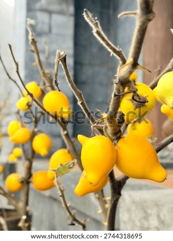 Winter fruit with abnormal shape