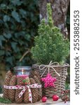 winter garden arrangement with picea glauca in a basket and table lantern decorated with spruce cones