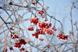 In A Winter Garden, A Cluster Of Viburnum Shrubs Stands As A Testament To The Enduring Beauty Of Nature. The Deciduous Branches, Now Bare Of Their Leaves, Showcase A Graceful Architecture Against The 