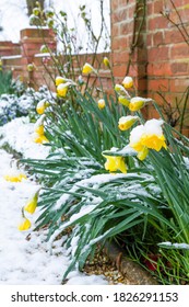 Winter Garden Flower Border With Snow And Daffodils, UK