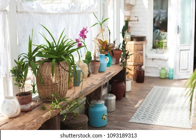 Winter Garden With Lots Of Plants. Space In The House For Relaxation With Flowers. Gardening, Veranda In Rustic Style