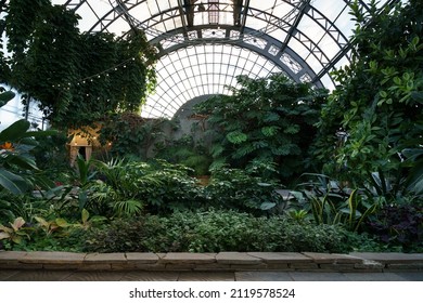 Winter garden orangery interior with evergreen tropical plants and monstera growing inside. Greenhouse with deciduous flora covered with green leaves under glass roof. Old glasshouse, botanical garden