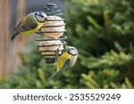 Winter garden scene with blue tit birds eating a fat ball.