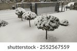 Winter in the garden. small trees and bushes near the driveway and front gate covered with snow.