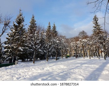 Winter Glade With Spreading Fir Trees In The Park