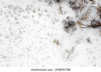 Winter Glade With Trees In The Snow Top View, Blurred Image 