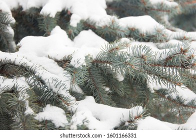 Winter. Gorgeous pine branches covered with snow-white hoarfros