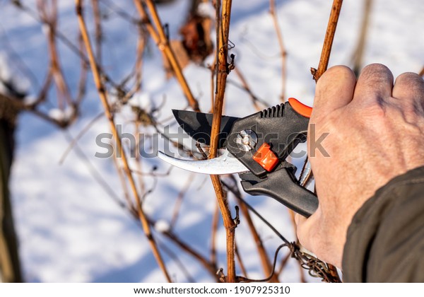 \
Winter\
grape pruning, early works in the\
vineyard.