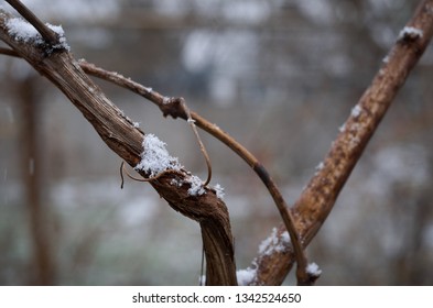 Winter Grape Vine Branches With Snow