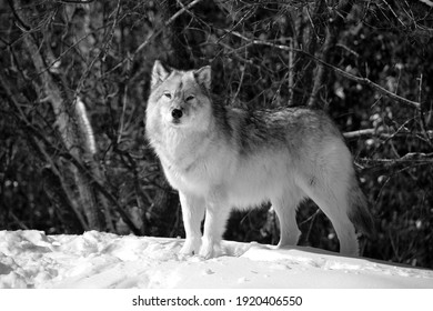 grey and white wolf