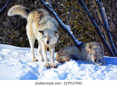 In Winter Gray Or Grey Wolf, Also Timber Or Western Wolf Is A Canine Native To The Wilderness And Remote Areas Of Eurasia And North America. It Is The Largest Extant Member Of Its Family