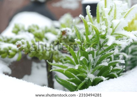 winter , green , snow, plants , beauty