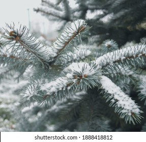 Winter green tree under the snow in the forest. Atmospheric nature macro photo