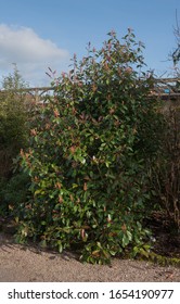 Winter Growth Of An Evergreen Hybrid Christmas Berry Shrub (Photinia X Fraseri 'Red Select') In A Country Cottage Garden In Rural Devon, England, UK