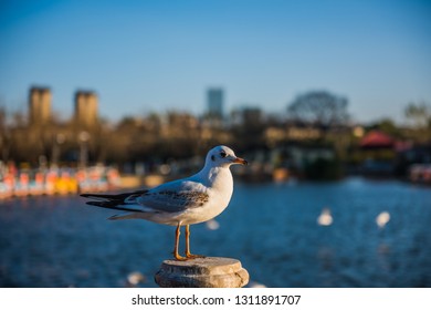 Winter gulls in Kunming