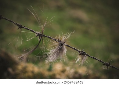 the winter hair from a chamois, rupicapra rupicapra, on a  barbed wire fence at a springday - Powered by Shutterstock