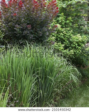 Winter hardy panicum virgatum, Northwind, clumps of blue green switch grass provide vertical architectural privacy in this suburban garden 