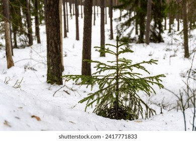 Winter Harmony: Pine Grove with a Sprouting Evergreen in Snow. Winter's Promise: Lone Pine Sapling Braving the Snowy Silence. Emerging Hope: Small Pine Tree Defies Winter's Blanket of Snow. 


