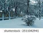 Winter has come, the park is in snow, trees and hawthorn bushes are in snow. The road is icy. Houses, sidewalks are in snow.