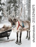 A winter holiday adventure in the Nordic wilderness, featuring a majestic reindeer with impressive antlers pulling a sledge through the snowy landscape of Lapland.