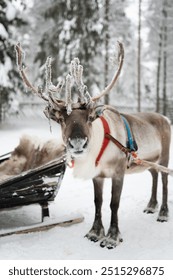 A winter holiday adventure in the Nordic wilderness, featuring a majestic reindeer with impressive antlers pulling a sledge through the snowy landscape of Lapland.