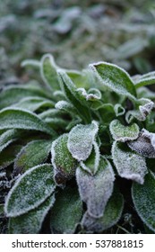 Winter in Holland - frozen green plant with hoarfrost