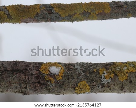 Winter. Horizontal branches with moss patches