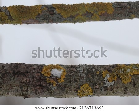 Winter. Horizontal branches with moss patches
