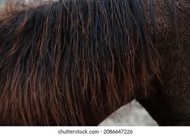 Winter Horse Mane Hair Close Up Texture In Shallow Depth Of Field.