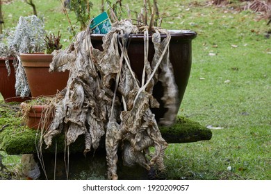 Winter Hosta Leaves Ready To Be Trimmed For New Growth