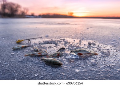 Winter Ice Fishing On Sunset. Perch Fish