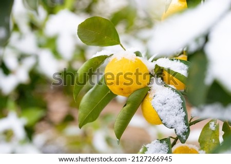 Winter image Snow scenery and yuzu tree