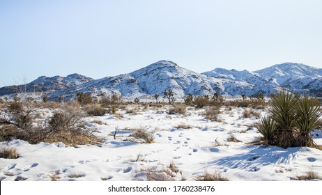 Winter In Joshua Tree National Park