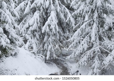 Winter Karelian Forest, Spruce Trees In The Snow, Gloomy Sky. Corridor Of Spruce Snowy Trees Above The Path