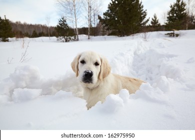 Winter Labrador retriever puppy dog running in snow
