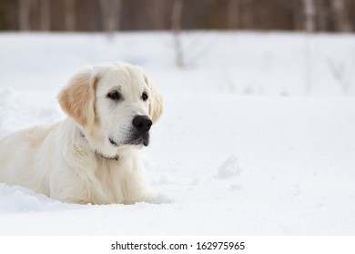 Winter Labrador retriever puppy dog running in snow