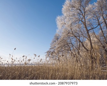 Winter lake landscape with frozen trees and reeds on blue sky. Hoarfrost and snowy background. Plants covered with snow and ice. Frosty dried pampas grass and. Scenic frozen trees in winter. 