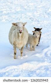 Winter Lambs And Ewe, Katahdin And Barbados Blackbelly Breed Mix, Family Farm, Webster County, West Virginia, USA