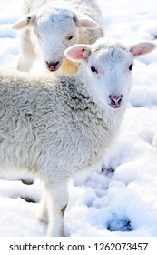 Winter Lambs And Ewe, Katahdin And Barbados Blackbelly Breed Mix, Family Farm, Webster County, West Virginia, USA