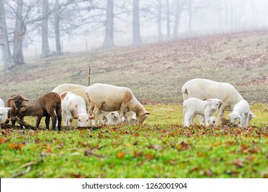 Winter Lambs And Ewes On Foggy Winter Day, Katahdin And Barbados Blackbelly Breed Mix, Family Farm, Webster County, West Virginia, USA